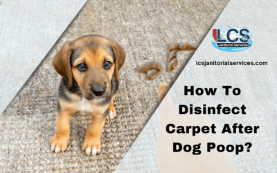 How To Disinfect Carpet After Dog Poop?